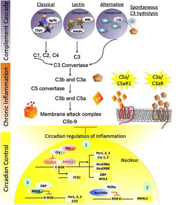 Circadian Clock and Complement Immune System—Complementary Control of Physiology and Pathology?